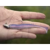 Kép 9/13 - Grub-tartóval ellátott Delphin AeroFORCE jigfej / 5 db - 15g-4/0