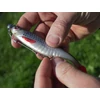 Kép 12/13 - DuoPACK BOX Delphin Realix 3D / 6 x 2 db - 13cm / Minnow