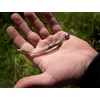 Kép 12/12 - Műcsali Delphin TOXIN UVs / 8 db - 8cm / MUDGOLD