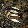 Kép 3/3 - REIVA Long Minnow 7cm (Pearl White)