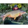 Kép 3/3 - By Döme TEAM FEEDER Royal Method Carp 390H