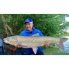 Kép 7/7 - By Döme TEAM FEEDER Royal Method Carp 420H