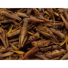 Trópus Dried Grasshopper - kiegészítő eleség (szárított szöcske) rágcsálók,madarak, sünik és hüllők részére (40g)