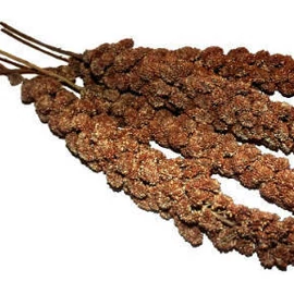 Trópus Vörös, fürtös köles - kiegészítő eleség díszmadarak részére (70g)