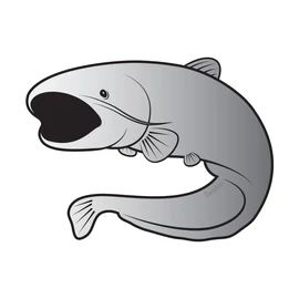 Öntapadó harcsa SILVER -