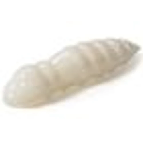 Fish-Up Pupa 0.9" 12db - White  2,3cm