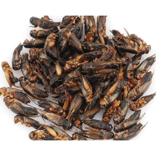 Trópus Dried Cricket - kiegészítő eleség (szárított tücsök) rágcsálók,madarak, sünik és hüllők részére (40g)