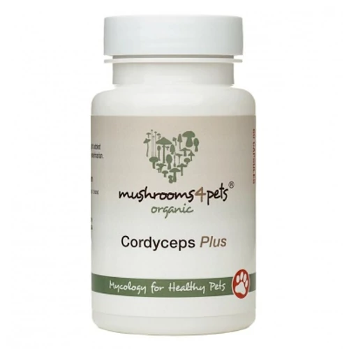 CORDYCEPS PLUS (500 MG) 60 kapszula
