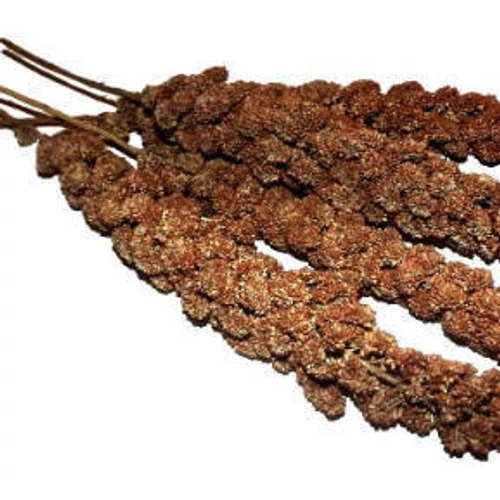 Trópus Vörös, fürtös köles - kiegészítő eleség díszmadarak részére (70g)