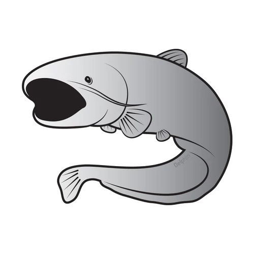 Öntapadó harcsa SILVER -